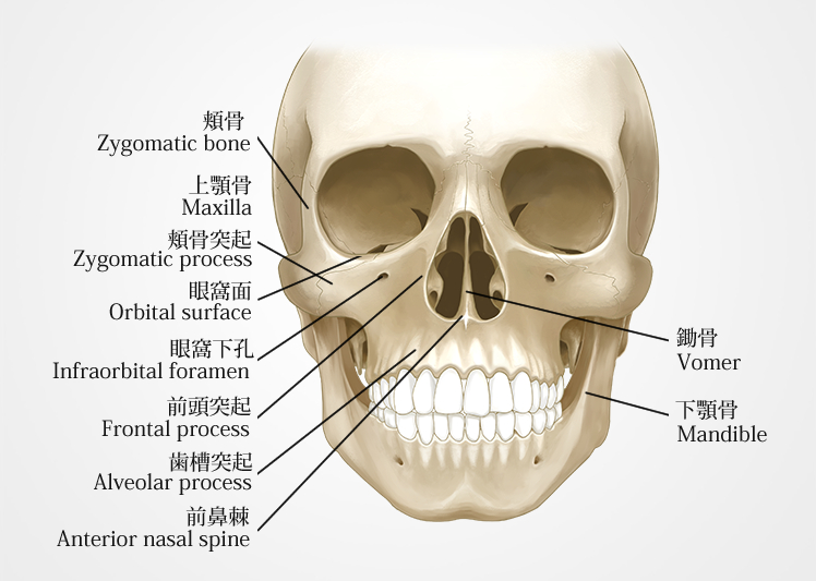 頬骨（Zygomatic bone）／上顎骨（Maxilla）／頬骨突起（Zygomatic process）／眼窩面（Orbital surface）／眼窩下孔（Infraorbital foramen）／前頭突起（Frontal process）／歯槽突起（Alveolar process）／前鼻棘（Anterior nasal spine）／鍋骨（Vomer）／下顎骨（Mandible）