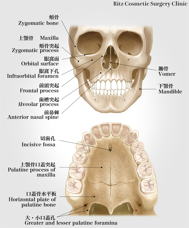 頬骨（Zygomatic bone）／上顎骨（Maxilla）／頬骨突起（Zygomatic process）／眼窩面（Orbital surface）／眼窩下孔（Infraorbital foramen）／前頭突起（Frontal process）／歯槽突起（Alveolar process）／前鼻棘（Anterior nasal spine）／鍋骨（Vomer）／下顎骨（Mandible）／切歯孔（Incisive fossa）／上顎骨口蓋突起（Palatine process of maxilla）／口蓋骨水平板（Horizontal plate of palatine bone）／大・小口蓋孔（Greater and lesser palatine foramina）